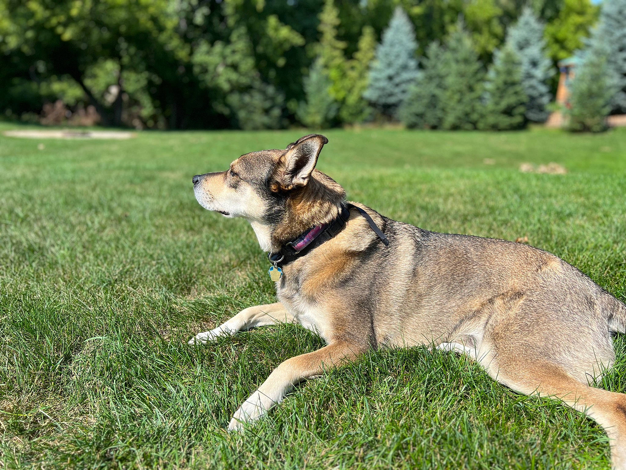 Thea joined the competition — help win amazing prizes! canidae, carnivore, collar, companion_dog, dog, dog_breed, dog_supply, fawn, grass, herding_dog, old_german_shepherd_dog, pet_supply, plant, snout, sporting_group, terrestrial_animal, tree, working_animal, working_dog