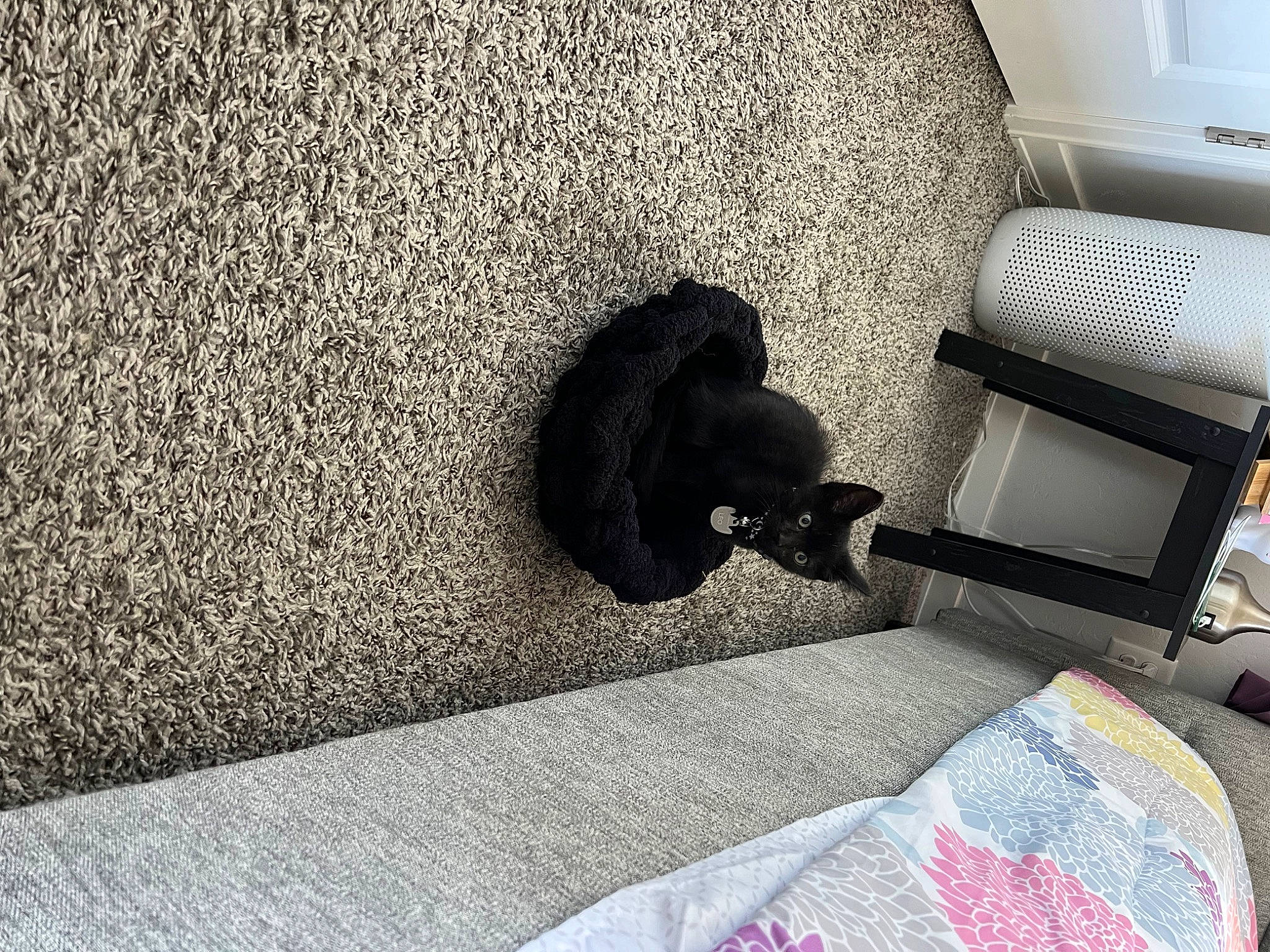 Leo is registered to the contest to win money with this photo: asphalt, automotive_exterior, carnivore, comfort, concrete, door, felidae, floor, flooring, grey, metal, monochrome_photography, rectangle, road_surface, room, shade, shadow, tail, tints_and_shades, vehicle_door