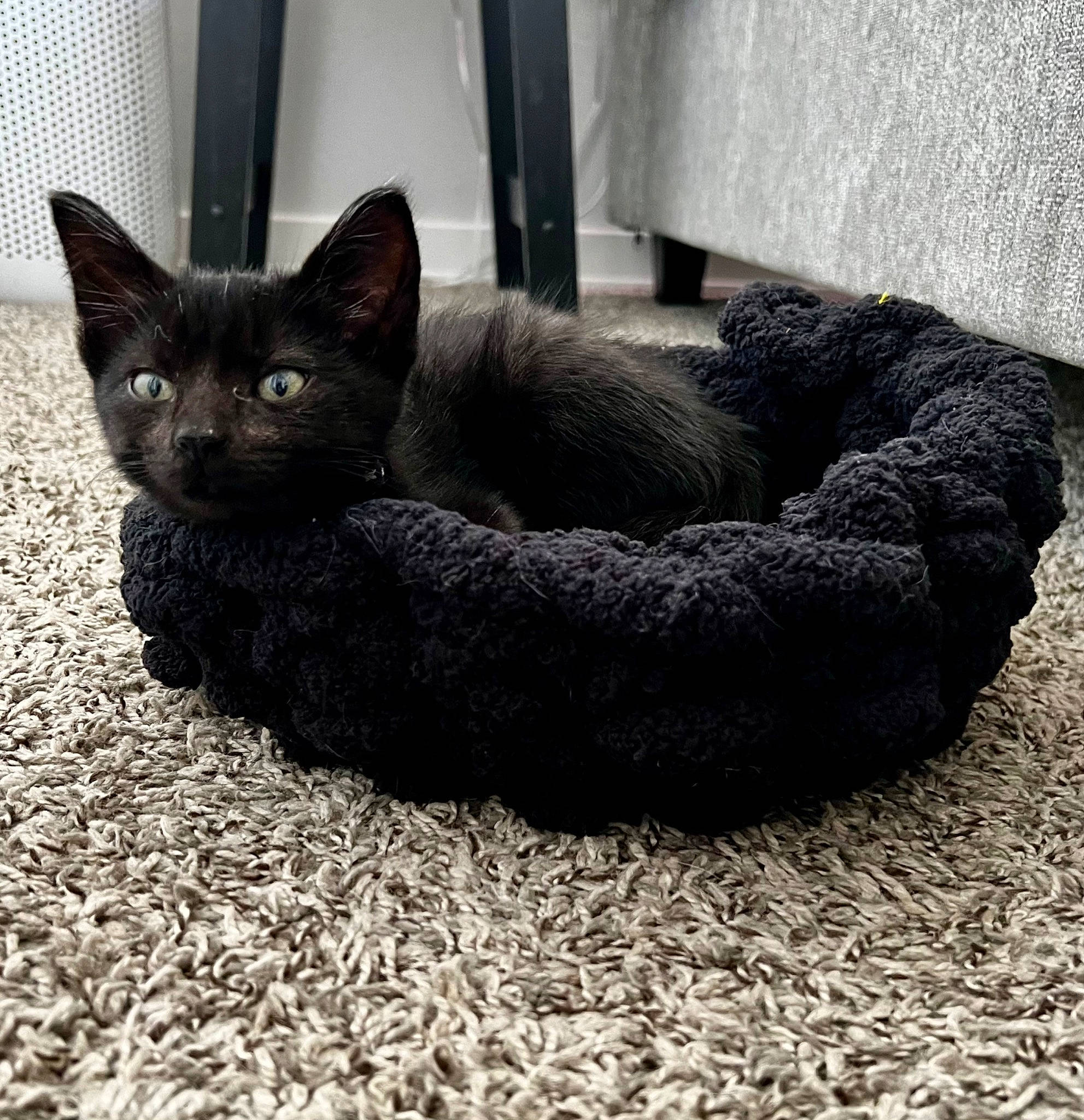 Leo joined the competition — help win amazing prizes! black_cat, bombay, carnivore, cat, cat_bed, cat_furniture, cat_supply, chartreux, claw, comfort, domestic_short_haired_cat, felidae, fur, grey, paw, small_to_medium_sized_cats, snout, tail, terrestrial_animal, whiskers