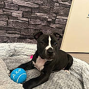 Ako participe au concours pour gagner de l'argent avec cette photo : puppy, dog, black_and_white, tennis_ball, toy, bed, plush, indoor, stone_wall, texture, cute, pet, animal, resting, lying_down, young, fur, ears, nose, eyes