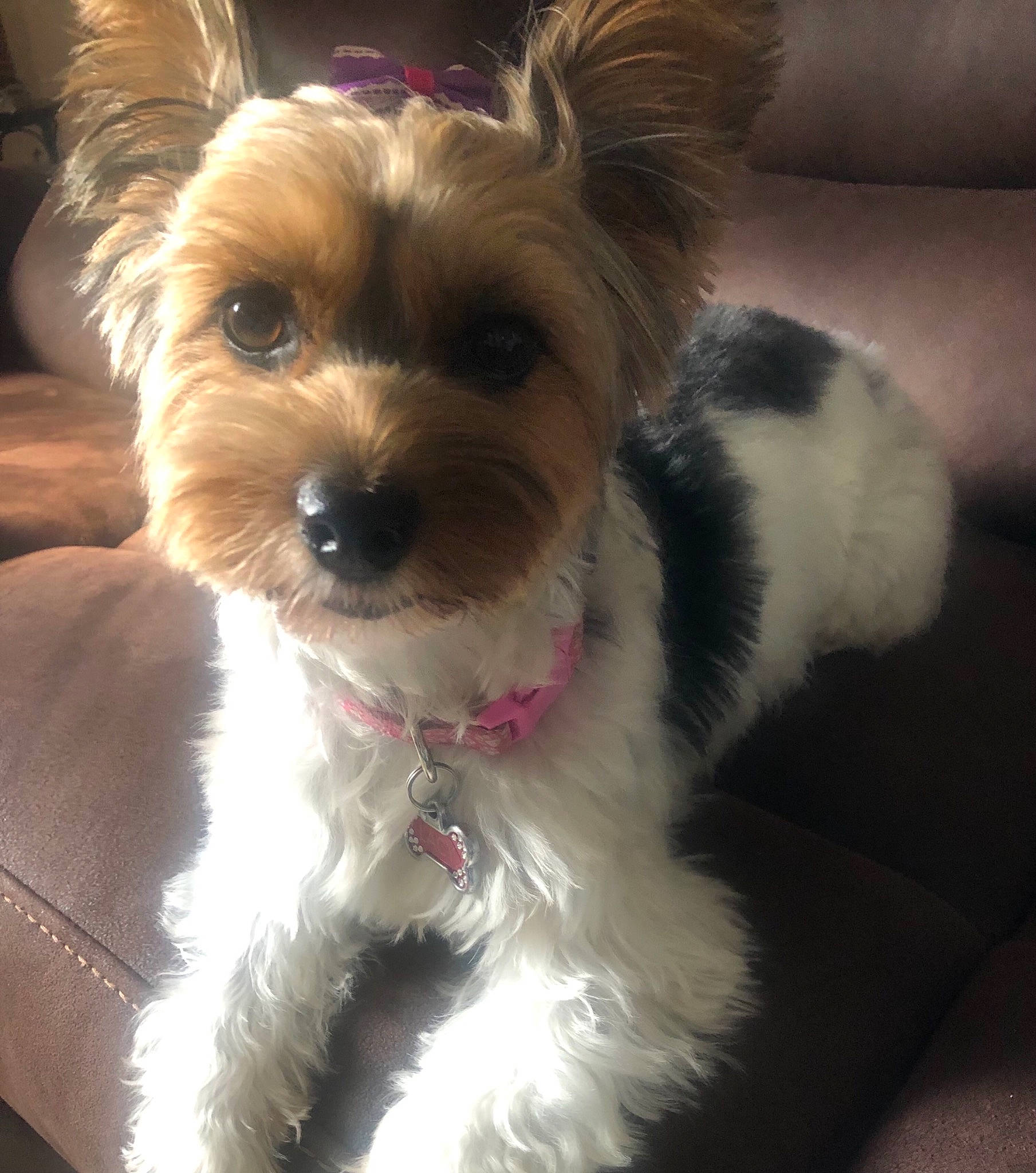 Lacy is registered to the contest to win money with this photo: carnivore, collar, companion_dog, dog, dog_breed, dog_clothes, dog_collar, dog_supply, eyewear, fawn, fur, paw, puppy_love, small_terrier, snout, sporting_group, terrier, toy, toy_dog, working_animal