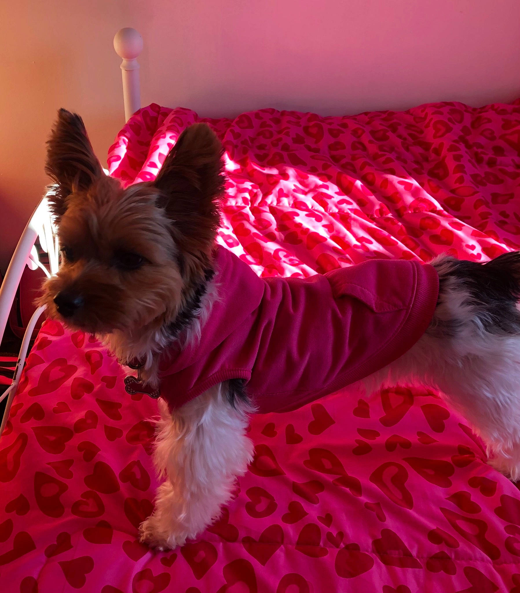 Lacy joined the competition — help win amazing prizes! carnivore, collar, comfort, companion_dog, dog, dog_breed, dog_clothes, dog_collar, dog_supply, fawn, liver, magenta, pet_supply, pink, small_terrier, sporting_group, terrier, toy_dog, water_dog, working_animal