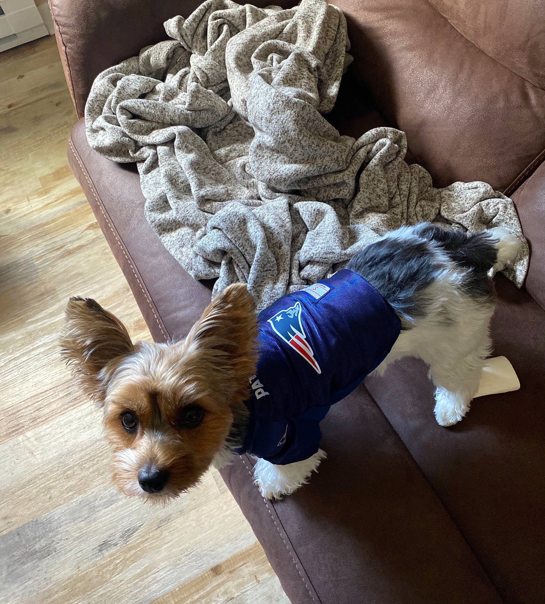 Lacy joined the competition — help win amazing prizes! carnivore, companion_dog, dog, dog_breed, dog_clothes, dog_supply, fawn, flooring, fur, hardwood, pet_supply, small_terrier, snout, sporting_group, tail, toy_dog, vertebrate, whiskers, wood, working_animal