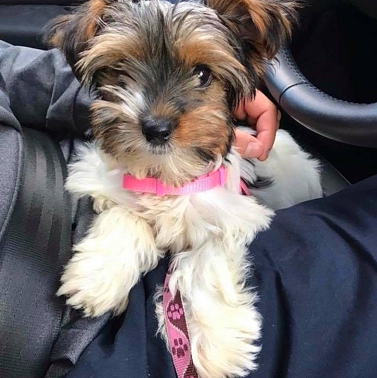 Lacy is registered to the contest to win money with this photo: biewer_terrier, canidae, carnivore, collar, companion_dog, dog, dog_breed, dog_collar, dog_supply, fur, liver, maltepoo, puppy_love, shih_poo, small_terrier, snout, sporting_group, terrier, toy_dog, working_animal