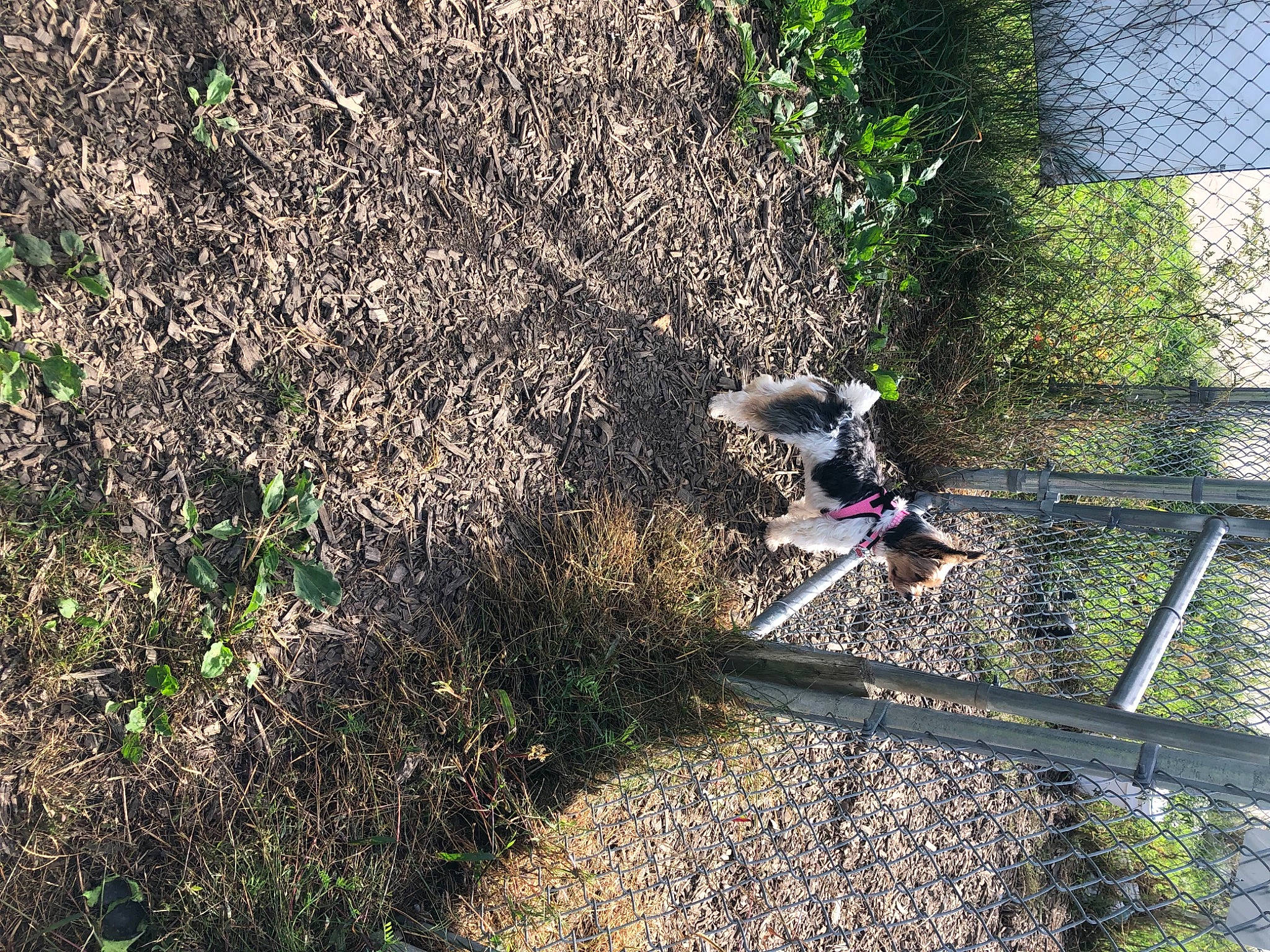 Lacy joined the competition — help win amazing prizes! adventure, cycling, extreme_sport, fence, forest, garden, grass, groundcover, landscape, leisure, people_in_nature, plant, recreation, shrub, soil, tire, tree, trunk, vehicle, wheel