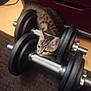 April a rejoint le concours — aidez-le/la à gagner de superbes lots ! animal, black, carpet, cat, curious, cute, dumbbells, ears, exercise, feline, floor, home, indoor, kitten, metal, pet, resting, small, weights, young