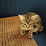 April a rejoint le concours — aidez-le/la à gagner de superbes lots ! kitten, cat, tabby, striped, cushion, brown, blue, fur, whiskers, claws, pet, animal, cute, young, indoor, feline, sitting, looking, small, curious