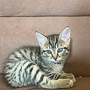 April a rejoint le concours — aidez-le/la à gagner de superbes lots ! animal, brown, cat, couch, cute, domestic, ears, eyes, feline, fur, indoor, kitten, mammal, pet, resting, small, striped, tabby, whiskers, young