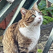Kiko participe au concours pour gagner de l'argent avec cette photo : cat, tabby, green_eyes, whiskers, outdoor, garden, metal, plant, nature, curious, fur, animal, mammal, pet, sitting, closeup, daylight, ground, leaf, eyes