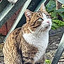 cat, tabby, green_eyes, whiskers, outdoor, garden, metal, plant, nature, curious, fur, animal, mammal, pet, sitting, closeup, daylight, ground, leaf, eyes