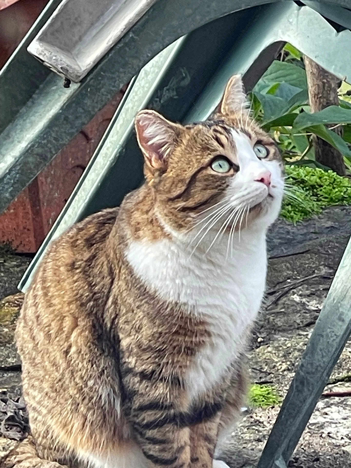 Kiko participe au concours pour gagner de l'argent avec cette photo : cat, tabby, green_eyes, whiskers, outdoor, garden, metal, plant, nature, curious, fur, animal, mammal, pet, sitting, closeup, daylight, ground, leaf, eyes