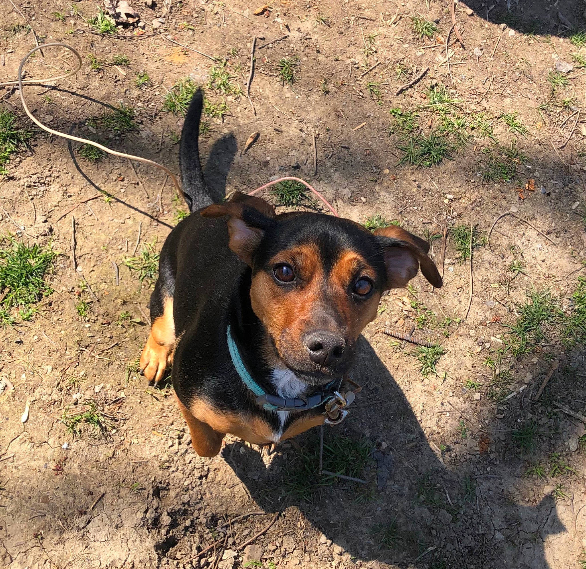 Snooki joined the competition — help win amazing prizes! canidae, carnivore, companion_dog, dog, dog_breed, grass, hunting_dog, landscape, plant, snout, soil, sporting_group, terrestrial_animal, wilderness, working_animal, working_dog