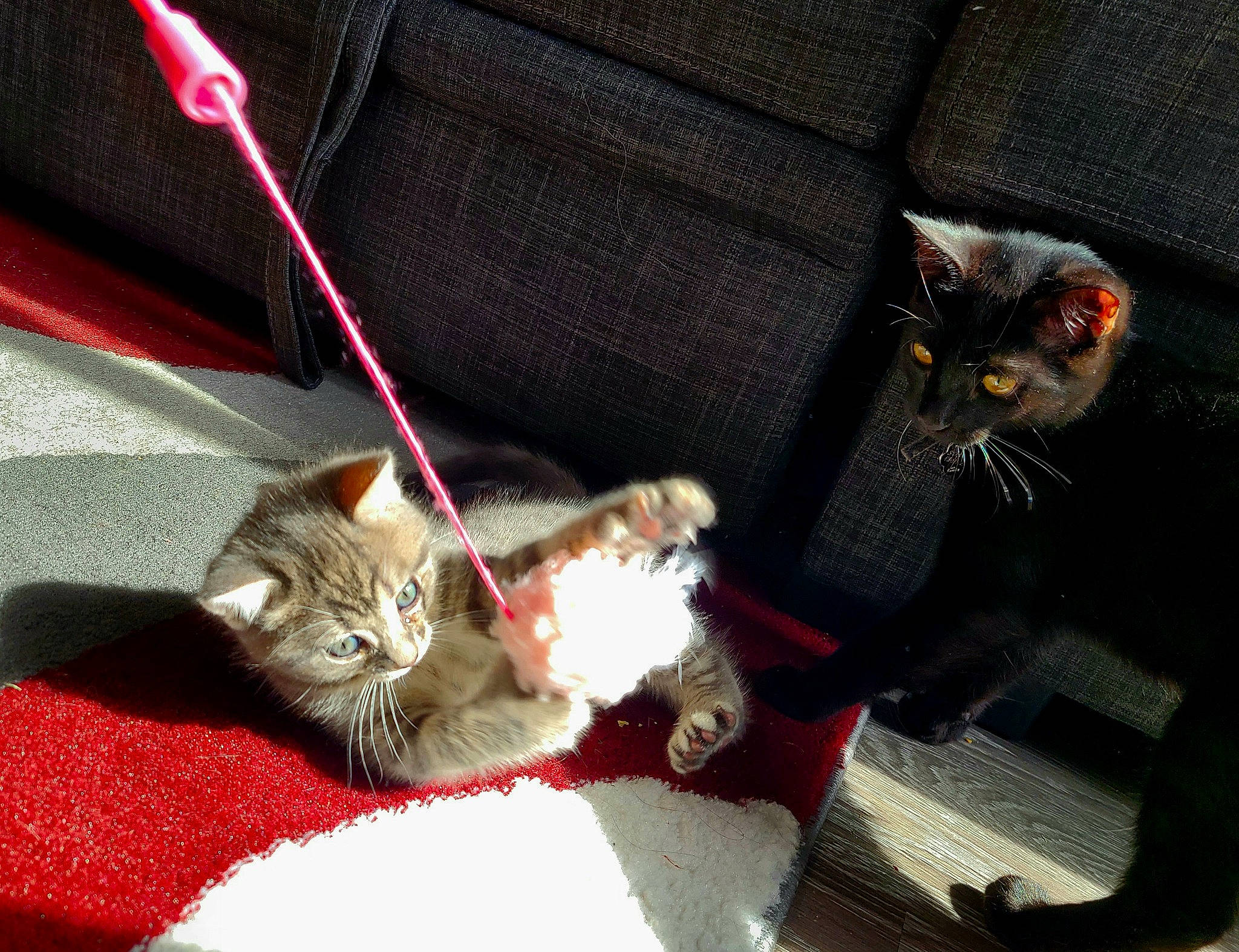 Mazikeen participe au concours pour gagner de l'argent avec cette photo : aegean_cat, american_wirehair, asian, british_semi_longhair, carnivore, cat, claw, domestic_short_haired_cat, european_shorthair, felidae, fur, german_rex, kitten, mammal, paw, polydactyl_cat, small_to_medium_sized_cats, tabby_cat, whiskers