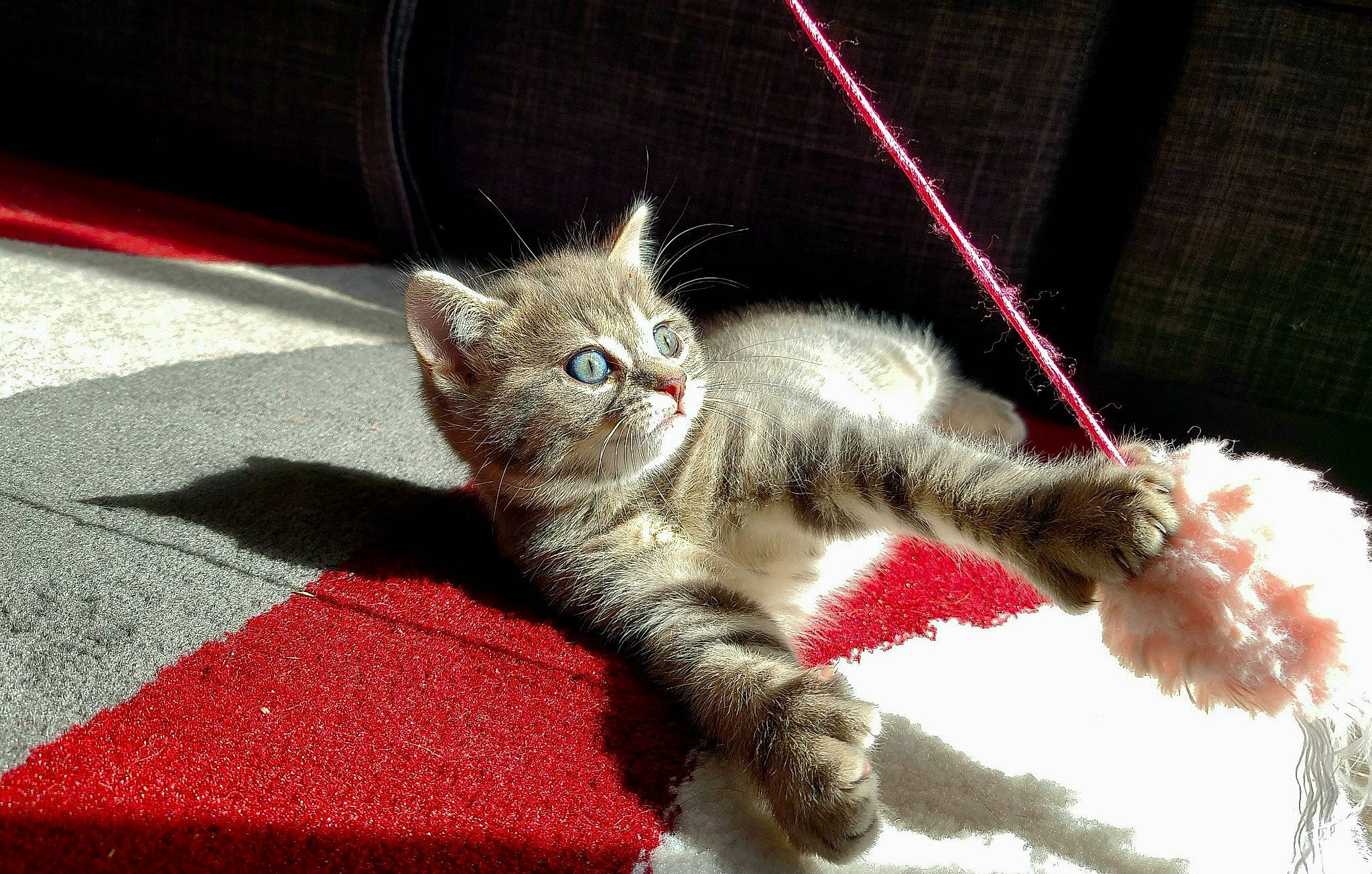 Mazikeen a rejoint le concours — aidez-le/la à gagner de superbes lots ! asian, british_semi_longhair, carnivore, cat, claw, domestic_short_haired_cat, european_shorthair, fawn, felidae, fur, kitten, mammal, norwegian_forest_cat, ojos_azules, paw, polydactyl_cat, small_to_medium_sized_cats, tabby_cat, vertebrate, whiskers