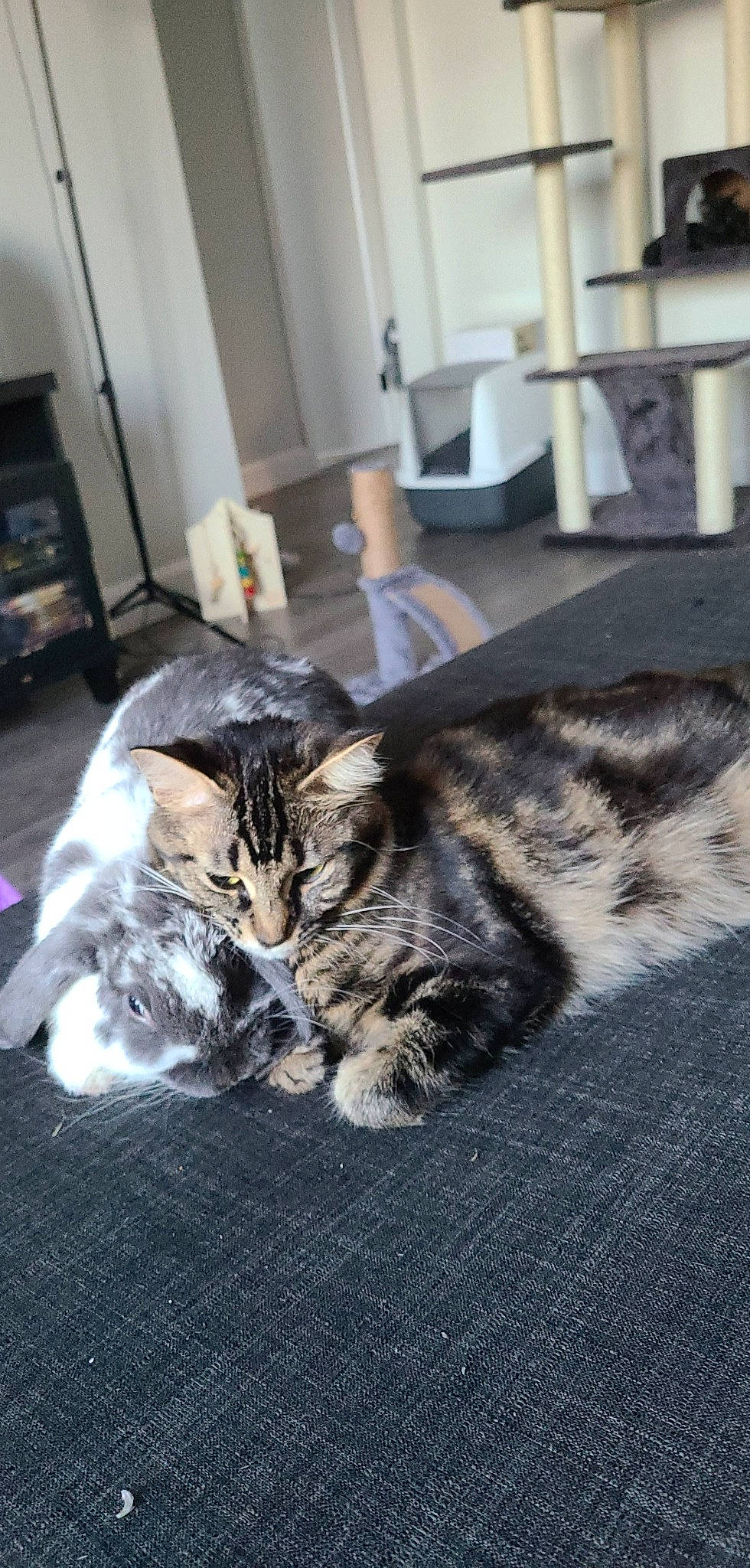 Tokyo participe au concours pour gagner de l'argent avec cette photo : aegean_cat, american_shorthair, asian, carnivore, cat, domestic_short_haired_cat, dragon_li, european_shorthair, felidae, fur, kitten, maine_coon, mammal, norwegian_forest_cat, small_to_medium_sized_cats, snapshot, tabby_cat, whiskers