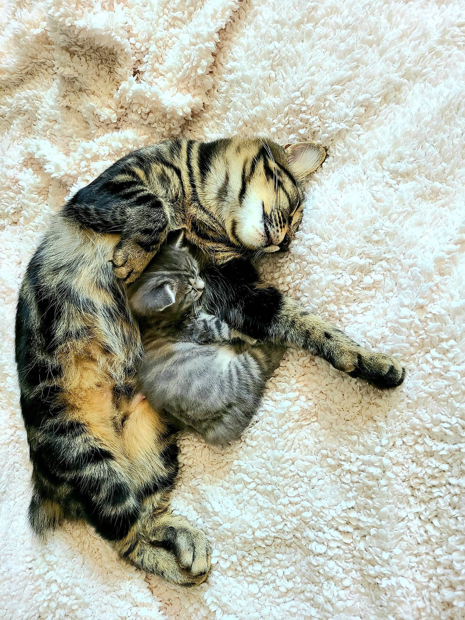 Tokyo a rejoint le concours — aidez-le/la à gagner de superbes lots ! carnivore, cat, claw, dragon_li, european_shorthair, felidae, fur, kitten, nap, paw, sleep, small_to_medium_sized_cats, snout, tabby_cat, tail, whiskers, wild_cat