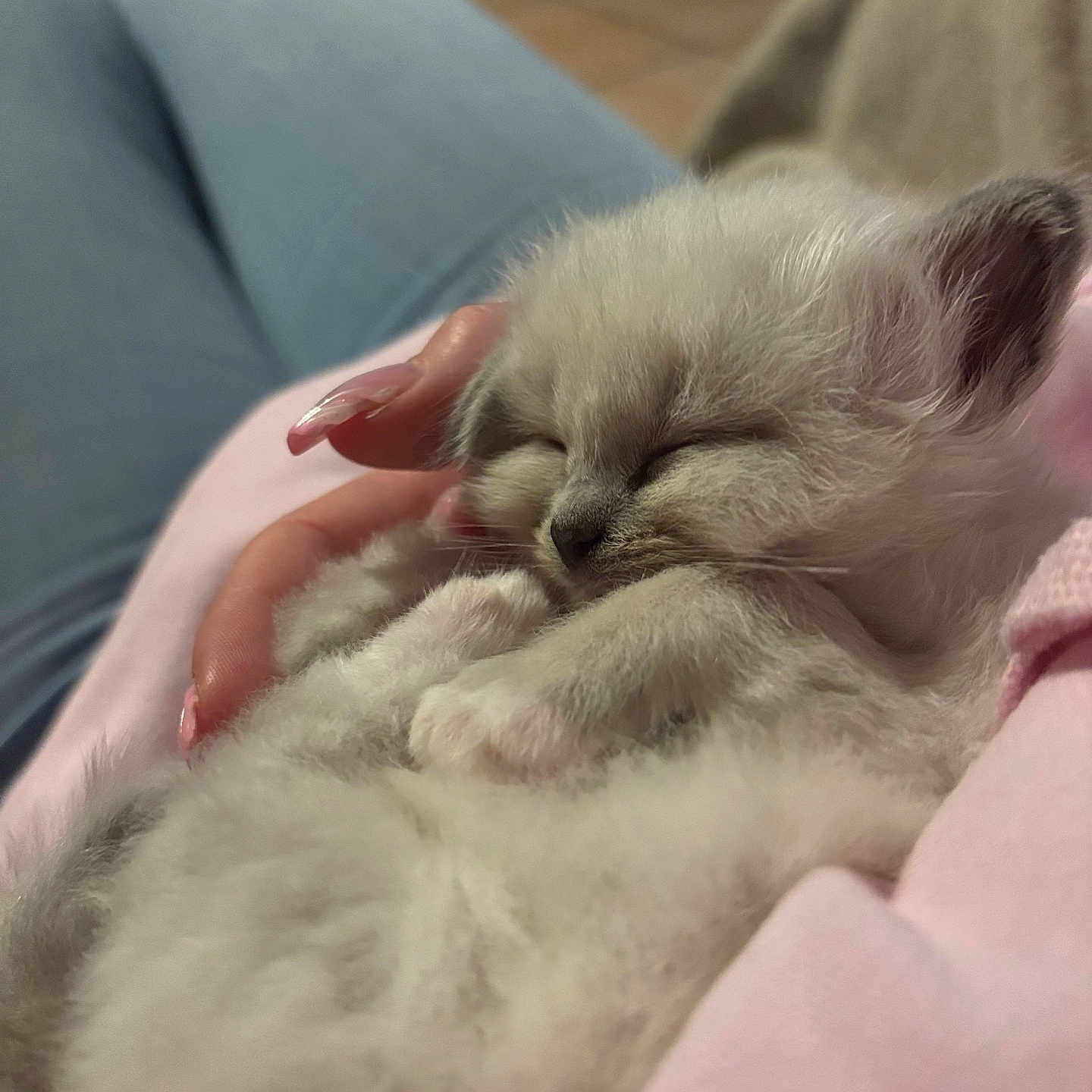 Mimi