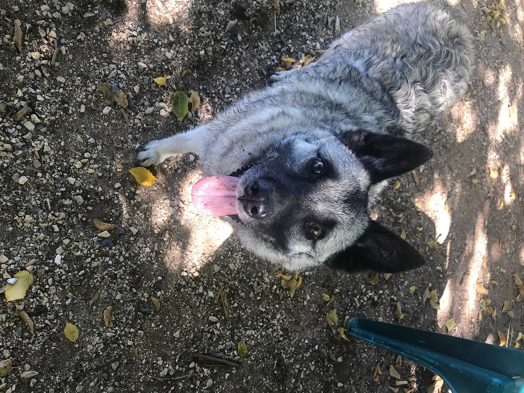 Jungle participe au concours pour gagner de l'argent avec cette photo : canidae, carnivore, dog, dog_breed, fawn, snout, sporting_group