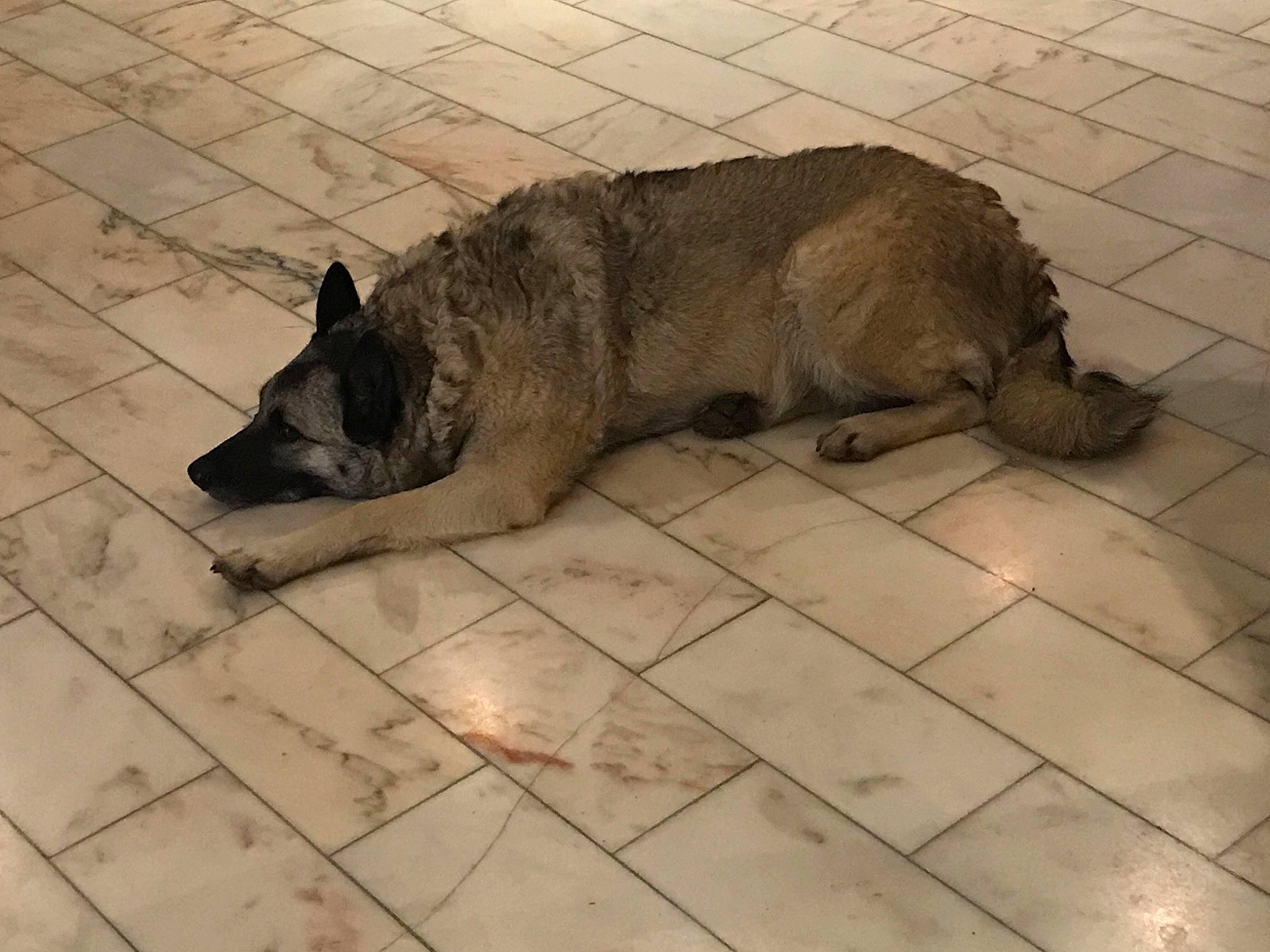 Jungle a rejoint le concours — aidez-le/la à gagner de superbes lots ! canidae, carnivore, dog, dog_breed, fawn, floor, german_shepherd_dog, mammal, norwegian_elkhound, snout