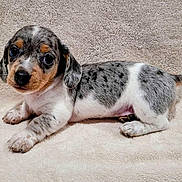 Sooners is registered to the contest to win money with this photo: adorable, animal, blanket, brown, cute, dog, ears, eyes, fur, gray, indoor, laying_down, nose, pet, puppy, small, spots, tail, white, young