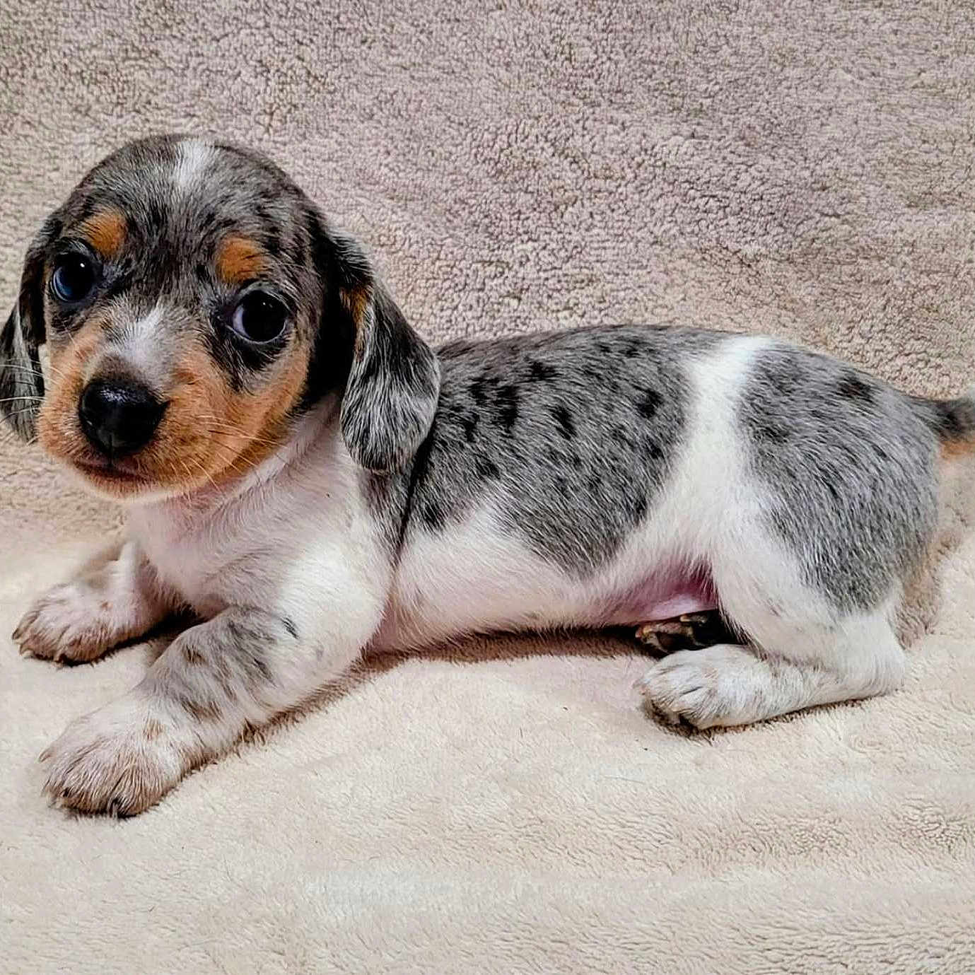 Sooners is registered to the contest to win money with this photo: adorable, animal, blanket, brown, cute, dog, ears, eyes, fur, gray, indoor, laying_down, nose, pet, puppy, small, spots, tail, white, young