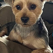 Molly joined the competition — help win amazing prizes! dog, pet, small_dog, fur, paw, indoor, furniture, cute, animal, portrait, looking_at_camera, ears, resting, brown_fur, black_fur, face, canine, domestic_animal, companion, relaxed