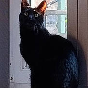 Willy participe au concours pour gagner de l'argent avec cette photo : black_cat, cat, windowsill, window, indoor, pet, animal, feline, curious, sitting, looking_up, natural_light, shadow, fur, ears, whiskers, domestic_cat, quiet, still_life, home