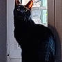 black_cat, cat, windowsill, window, indoor, pet, animal, feline, curious, sitting, looking_up, natural_light, shadow, fur, ears, whiskers, domestic_cat, quiet, still_life, home