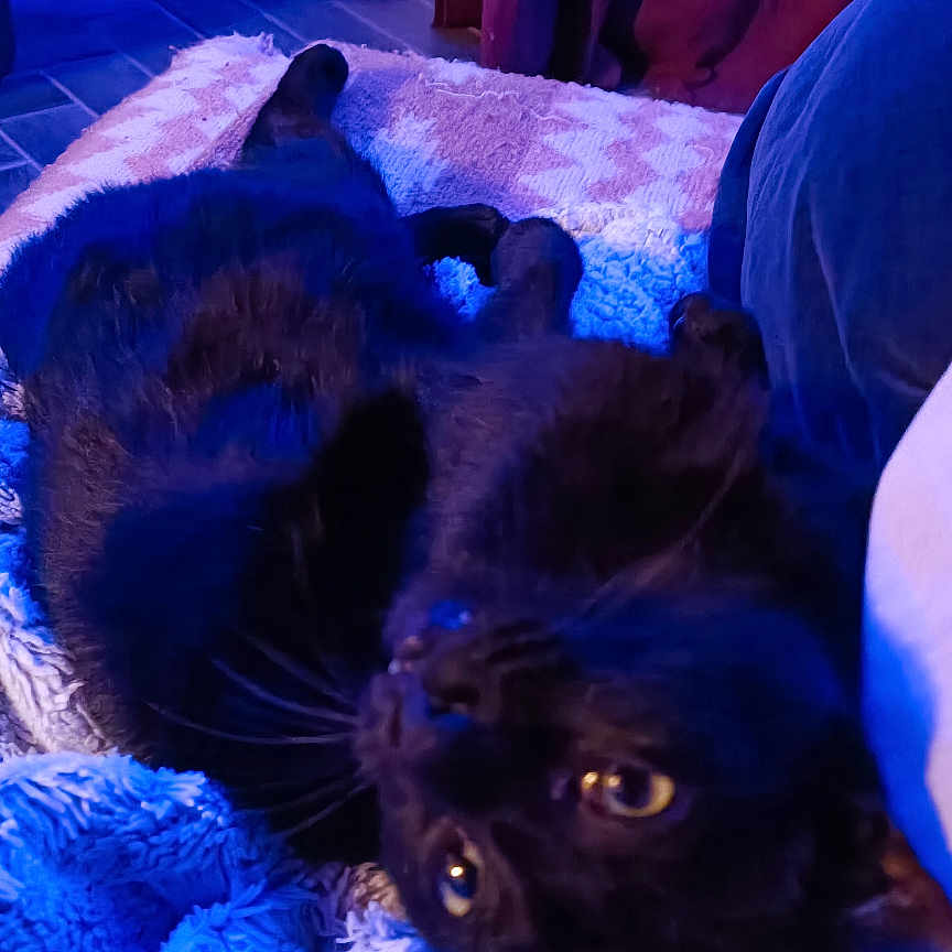 Willy a rejoint le concours — aidez-le/la à gagner de superbes lots ! animal, black_cat, blanket, blue_light, cat, cozy, curtains, door, eyes, feline, floor, fur, home, indoor, pet, relaxed, resting, soft_texture, upside_down, whiskers