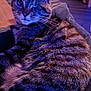 Prisca a rejoint le concours — aidez-le/la à gagner de superbes lots ! cat, tabby, one-eyed, indoor, purple_lighting, blue_lighting, fur, whiskers, relaxed, pet, cozy, furniture, cardboard_box, floor, portrait, close-up, animal, domestic_cat, cute, resting