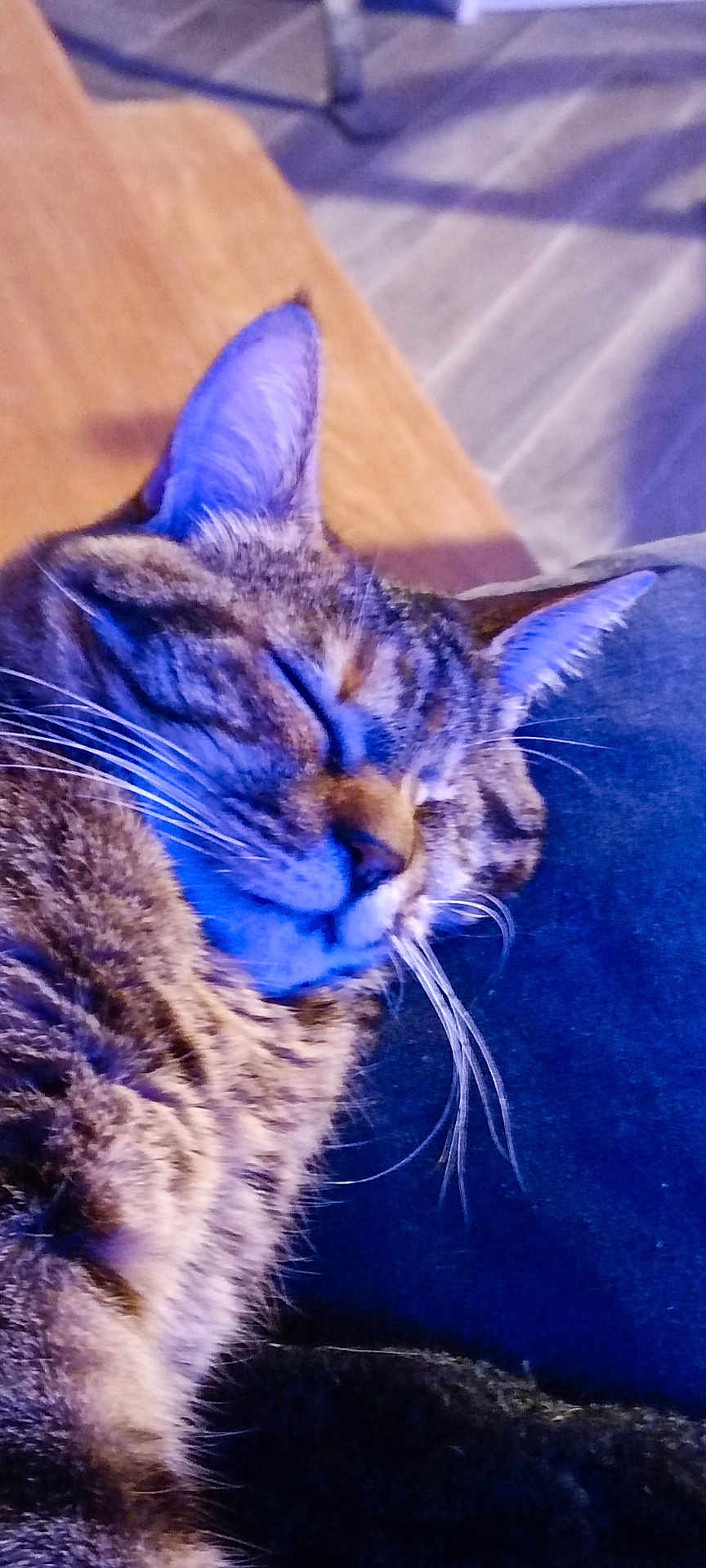 Prisca a rejoint le concours — aidez-le/la à gagner de superbes lots ! cat, tabby, sleeping, close_up, whiskers, feline, fur, pet, domestic_animal, relaxation, cozy, blue_light, indoor, wooden_surface, comfort, animal_face, cute, peaceful, resting, mammal