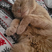 Carmella is registered to the contest to win money with this photo: animal, blanket, cat, closeup, comfort, cozy, cute, fur, ginger_cat, holiday, indoor, patterned_blanket, paw, pet, relaxed, resting, sleep, sleeping, soft, winter
