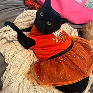 Mavis joined the competition — help win amazing prizes! black_cat, cat, pet, orange_clothing, tutu, blanket, knit_blanket, bed, pink_bag, indoor, cozy, cute, curious, feline, animal, domestic_cat, resting, looking_up, soft_texture, casual