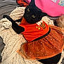 black_cat, cat, pet, orange_clothing, tutu, blanket, knit_blanket, bed, pink_bag, indoor, cozy, cute, curious, feline, animal, domestic_cat, resting, looking_up, soft_texture, casual