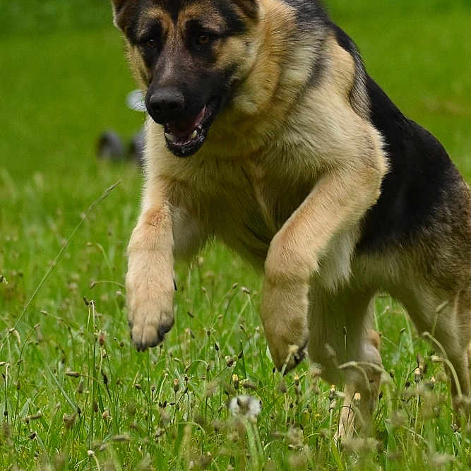Pergo joined the competition — help win amazing prizes! animal, canine, dog, field, germanshepherd, grass, grassland, lawn, nature, outdoors, pet, plant, policedog, puppy