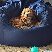 Stitch joined the competition — help win amazing prizes! dog, bean_bag, plush, brown, curly_fur, indoor, carpet, toy, pet, relaxed, cozy, furniture, living_room, curious, domestic_animal, playful, resting, home, comfortable, small_dog