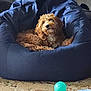 dog, bean_bag, plush, brown, curly_fur, indoor, carpet, toy, pet, relaxed, cozy, furniture, living_room, curious, domestic_animal, playful, resting, home, comfortable, small_dog