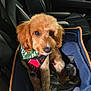 dog, pet, car, car_seat, pet_carrier, harness, bandana, brown_dog, fluffy_dog, canine, animal, transportation, interior, seatbelt, blanket, resting, cute, companion, travel, vehicle