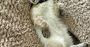 Oliver Emilio is registered to the contest to win money with this photo: animal, beige, blanket, cat, collar, comfort, cozy, cute, fluffy, fur, indoor, mammal, paw, peaceful, pet, relaxed, resting, sleeping, soft, whiskers