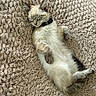 animal, beige, blanket, cat, collar, comfort, cozy, cute, fluffy, fur, indoor, mammal, paw, peaceful, pet, relaxed, resting, sleeping, soft, whiskers
