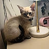 Oliver Emilio is registered to the contest to win money with this photo: bell, blue_eyes, cat, clock, collar, curious, cute, domestic_animal, feline, fur, home_decor, indoor, kitten, lamp, lighting, pet, plant, retro, table, whiskers