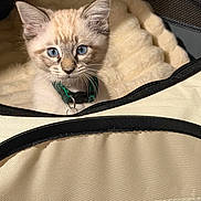 Oliver Emilio is registered to the contest to win money with this photo: animal, bedding, blue_eyes, carrier, cat, collar, cozy, cute, ears, face, feline, indoor, kitten, looking, pet, portrait, small, soft_texture, whiskers, young