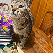 Tiger joined the competition — help win amazing prizes! cat, tabby_cat, indoor, wooden_table, wood_paneling, chair, notebooks, colorful_box, curious, whiskers, feline, pet, domestic_animal, close_up, looking_up, brown, striped, fur, eyes, clutter