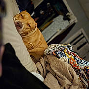 Bella is registered to the contest to win money with this photo: dog, sleeping, couch, blanket, indoor, cozy, relaxed, animal, pet, fur, comfort, home, resting, brown_dog, quilts, soft, living_room, nap, warm, peaceful