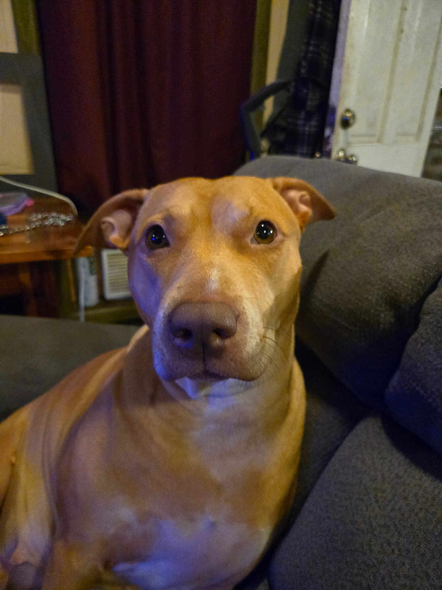 Bella is registered to the contest to win money with this photo: dog, tan_dog, indoor, couch, pet, canine, animal, close_up, looking, ears, nose, living_room, furniture, door, chair, household, portrait, calm, domestic, companion