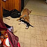 animal, backpack, black_and_white_cat, blue_collar, brown_dog, candid, cat, dog, floor, household, indoor, kitchen, kitten, pets, playful, puppy, shopping_bag, tile, wood_paneling, wrestling