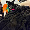 animal, bed, bedroom, black_and_white, blanket, costume, cozy, cute, dog, funny, green_clothing, indoor, lying_down, orange_clothing, pacifier, pet, pillows, portrait, puppy, sitting
