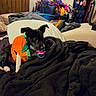 animal, bed, bedroom, black_and_white, blanket, clutter, costume, cute, dog, funny, green_clothing, home, indoor, laundry, lying_down, orange_clothing, pacifier, pet, portrait, puppy