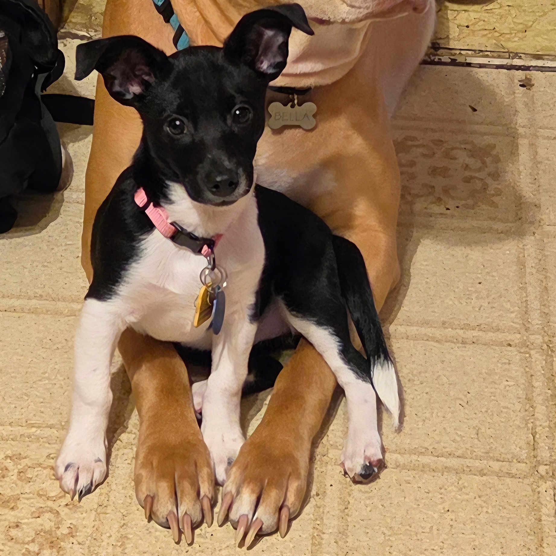 Molly Rose joined the competition — help win amazing prizes! puppy, dog, black_and_white, sitting, pet, collar, leash, dog_tag, bone_tag, white_chest, floppy_ears, wide_eyes, indoors, dog_bed, tan_bedding, textured_floor, black_fur, white_paws, companion_animal, portrait