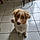 Benji